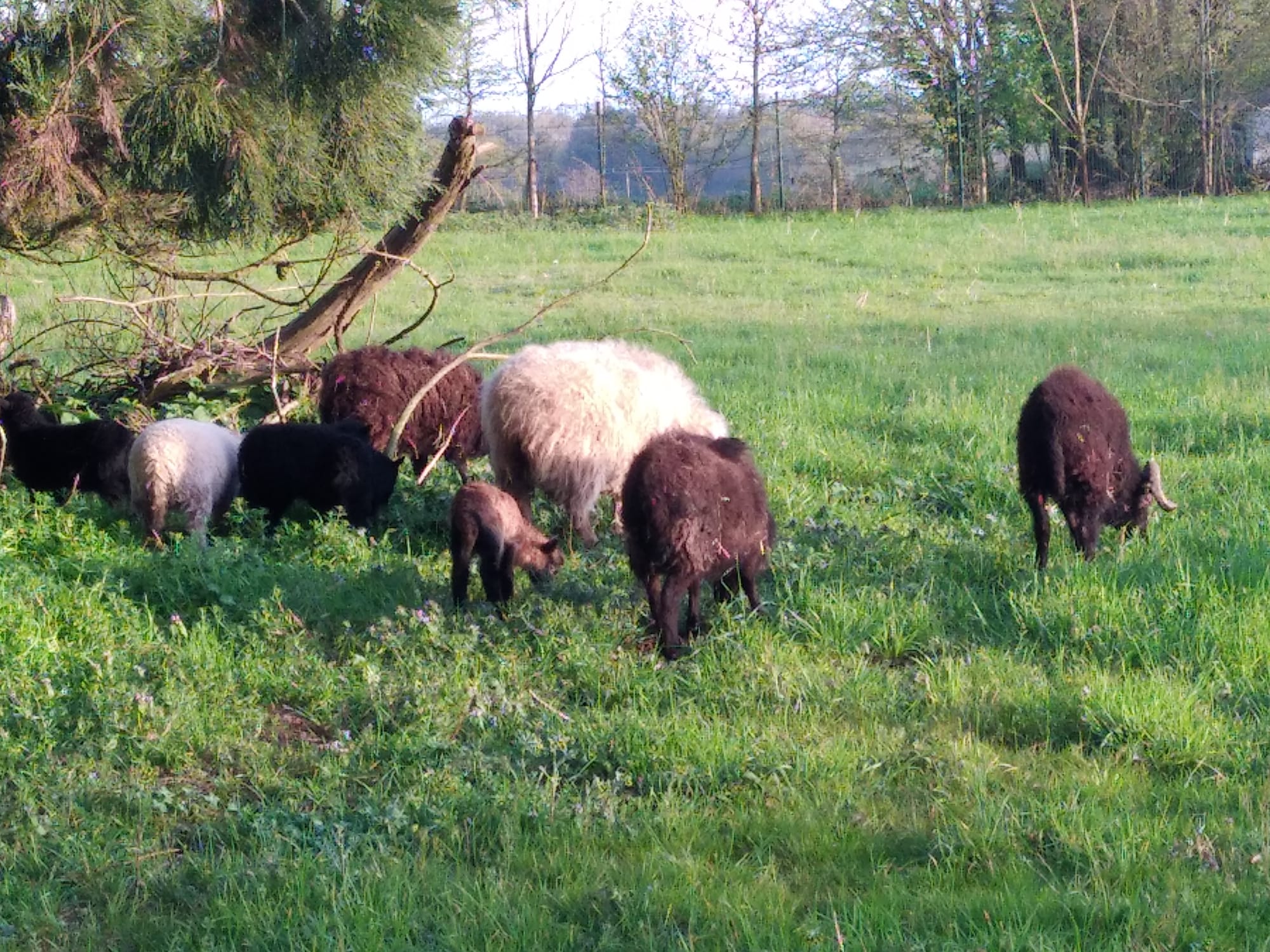 Projet_Moutons_Ecopaturage_MFR_Janze